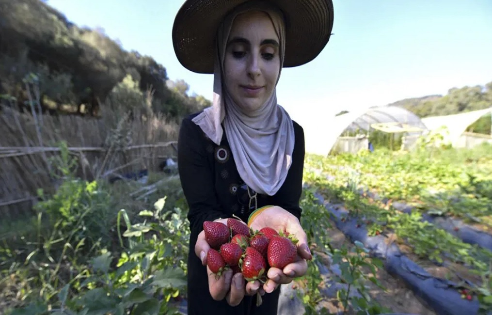 الجزائر وجهود تعزيز الأمن الغذائي (أ ف ب)