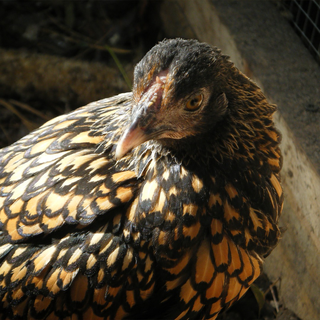 الدجاجة غيرتي (غينيس)