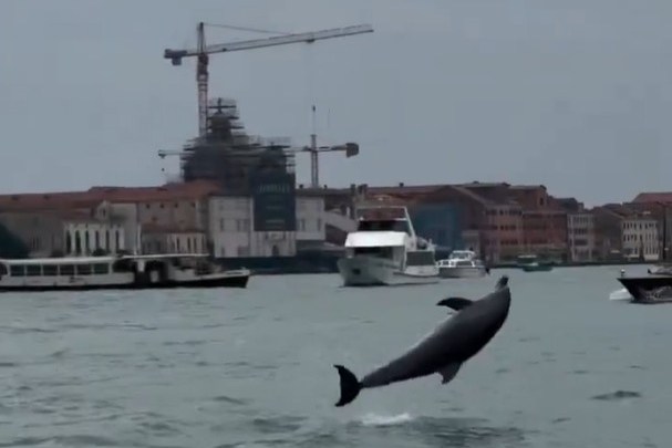 الدلفين ميمو (يوتيوب)