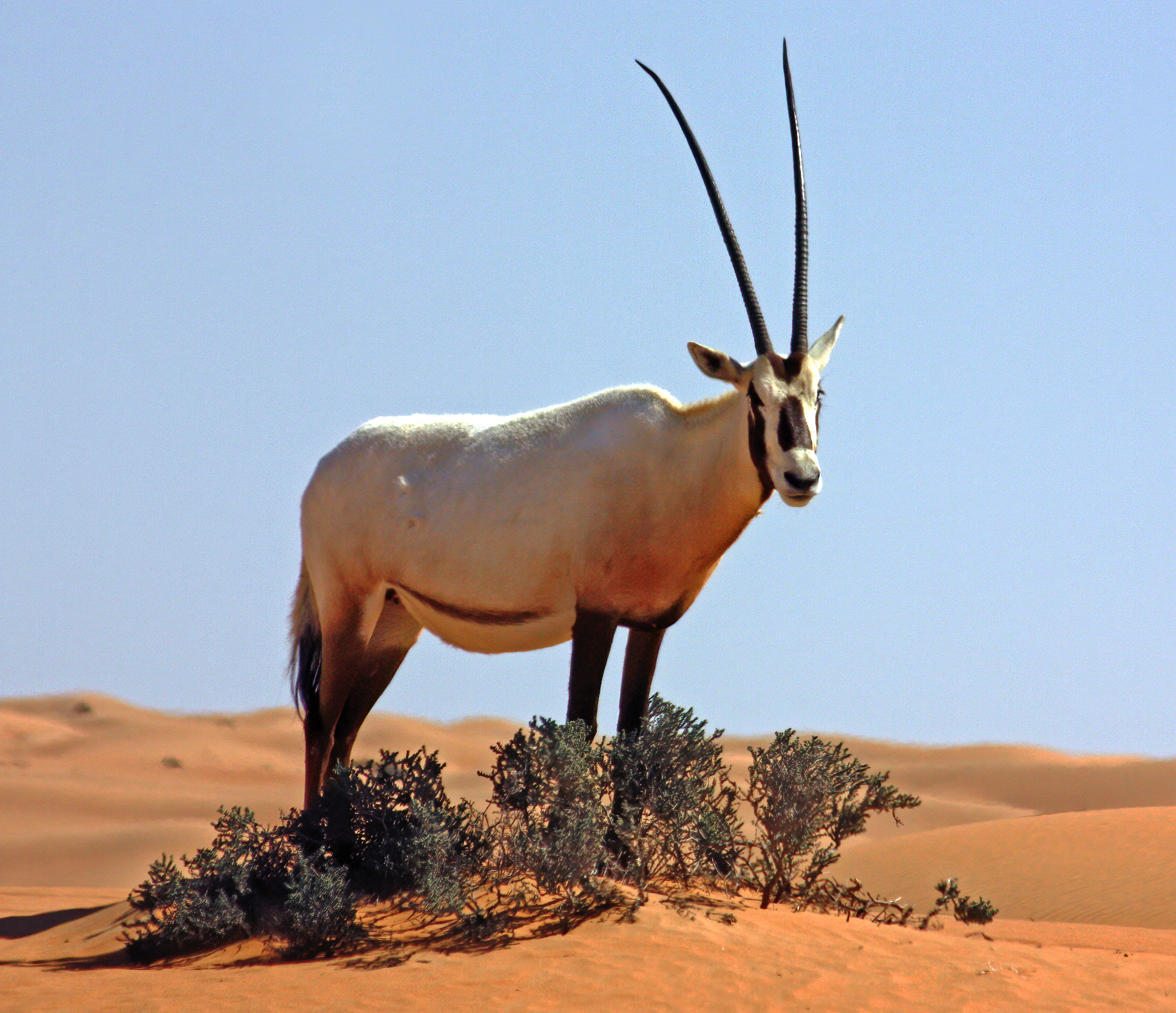 المها العربي في الإمارات (سوشيال ميديا)