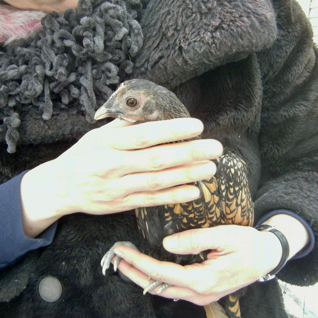 غيرتي بيد مالكها (غينيس)