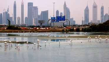 طيور النحام تجمعت عند بركة من مياه الأمطار قرب أبراج دبي وبرج خليفة في إمارة دبي، بعد هطول أمطار غزيرة في الإمارات (2 ك2 2022/ أ ف ب). 