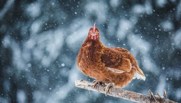 صورة لدجاجة تحت الثلج