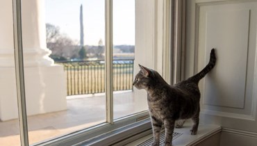 يبلغ عمرها عامين... القطة "ويلو" تنضم لأسرة بايدن في البيت الأبيض (صور)