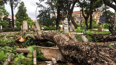 شجرة سقطت على حديقة عامة في وسط أنتسيرابي خلال مرور الإعصار باتسيراي (6 شباط 2022، أ ف ب). 