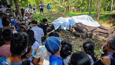نفوق أكثر فيل مقدّس في سريلانكا.