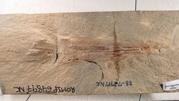 أول أخطبوط بالعالم في "أحفورة" تعود لـ328 مليون سنة.