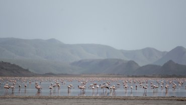 شوهدت طيور النحام على بحيرة ماجادي الكاوية في مقاطعة كاجيادو بكينيا في 25 مارس 2022.