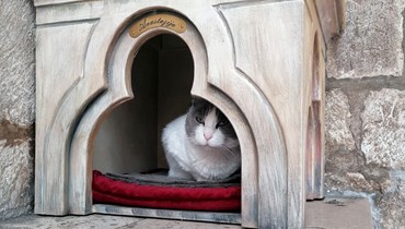 القطة المشردة أناستازيا في بيتها الخشبي أمام قصر ريكتور في دوبروفنيك (30 آذار 2022، أ ف ب). 