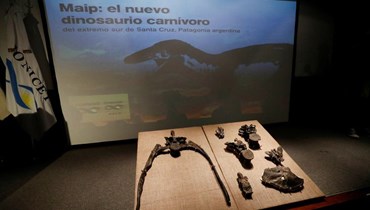 اكنتشاف حفرية ديناصور من جنس الميغارابتور المفترس.