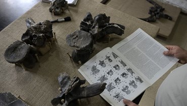 أجزاء من متحجرة الديناصور (أ ف ب).