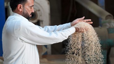 الجفاف يقلص المساحات لزراعة أرز العنبر (أ ف ب).