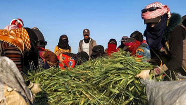 صورة تعبيرية- عمال يحصدون القمح  قبل تحميصه لإنتاج الفريكة، في حقل في بلدة بنش بمحافظة إدلب في شمال غرب سوريا (20 ايار 2022، أ ف ب).