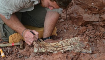 اكتشاف حفرية لنوع ضخم من الزواحف الطائرة في الأرجنتين.