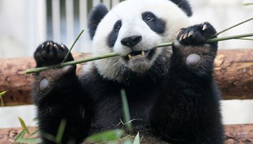 حيوان الباندا أثناء التهامه الخيزران.