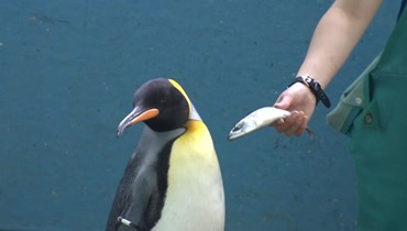موظفة في أكواريوم هاكوني- إن الياباني تحاول إغراء طيور البطريق يالاسقمري من دون نجاح (سي أن أن).