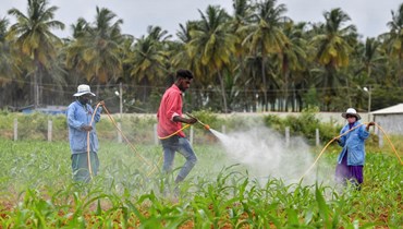 عمال يرشّون الأسمدة في حقل ذرة في ضواحي بنغالور (6 تموز 2022 - أ ف ب).