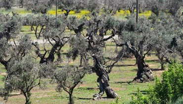 أشجار الزيتون في منطقة المتوسط معرضة للأخطار بسبب التغير المناخي - "أ ف ب"