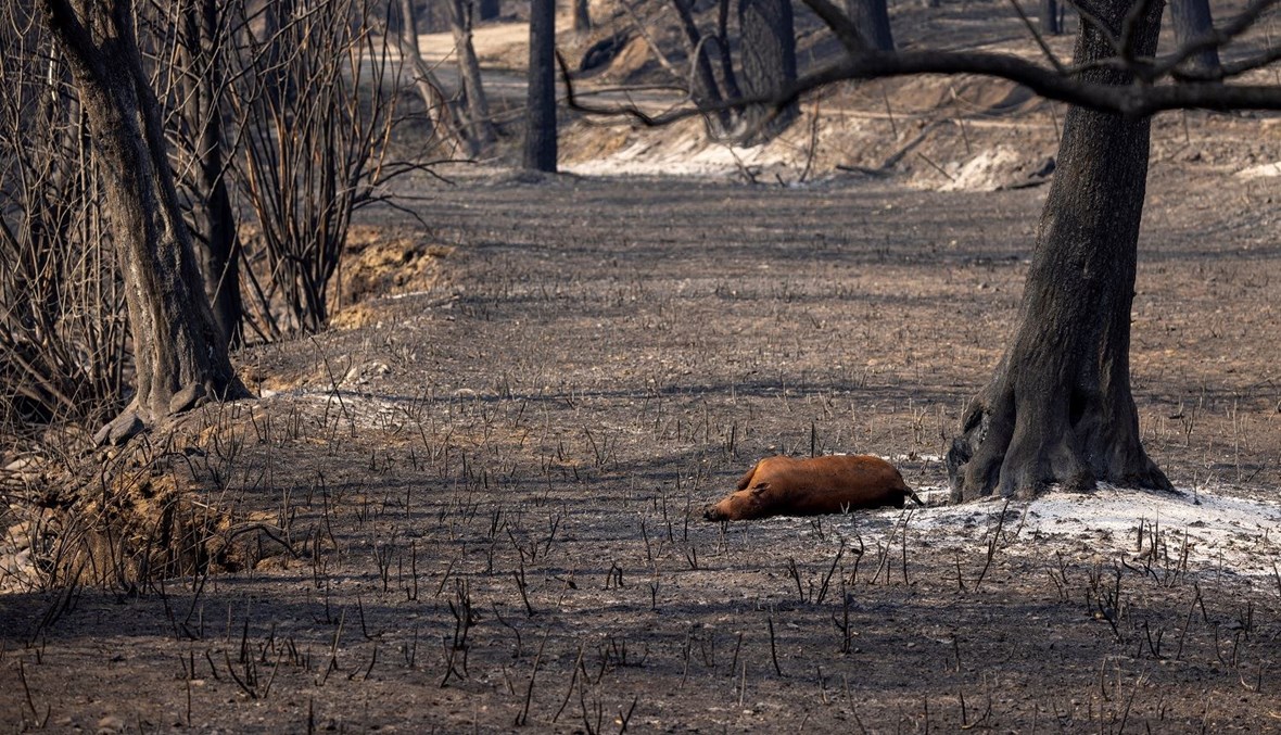 جثة عجل في موقع حريق التهم غابة كلاماث الوطنية بالقرب من يريكا، كاليفورنيا (2 آب 2022 - أ ف ب).