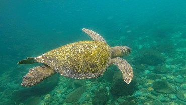 سلحفاة بحرية خضراء تسبح بالقرب من جزيرة جورجونا في المحيط الهادئ قبالة الساحل الجنوبي الغربي الكولومبي (2 ك1 2022 - أ ف ب).