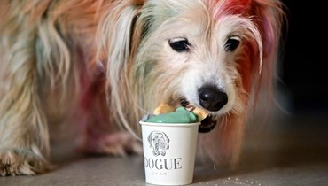 كلب يستمتع بوجبة داخل محلّ "دوغ" في سان فرانسيسكو (أ ف ب).