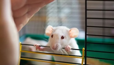 زرع خلايا دماغية بشرية لدى الفئران.