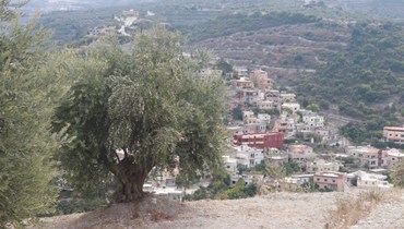 بستان الزيتون في بلدة الحجة إحدى قرى صيدا.