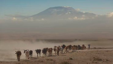 صورة ارشيفية- قطيع من الأبقار في حديقة أمبوسيلي الوطنية، وبدا جبل كيليمانجارو في الخلفية (أ ف ب). 