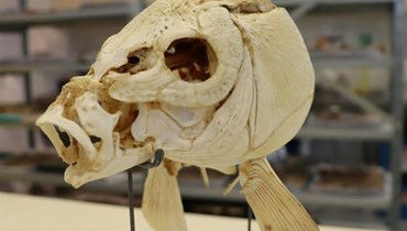 رأس سمكة شبوط في متحف شتاينهارت للتاريخ الطبيعي في تل أبيب. (أ ف ب)