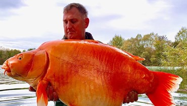 صياد بريطاني يصطاد سمكة ذهبية تزن 67 رطلاً.