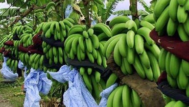 تصدير الموز اللبناني إلى سوريا