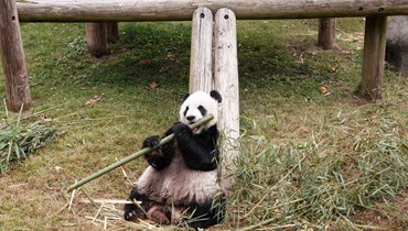 حيوان الباندا العائد من أميركا إلى الصين.