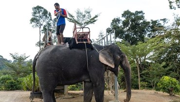 أفيال جديدة بمتنزه تايلاندي لاستقبال السياح الصينيين العائدين (رويترز). 