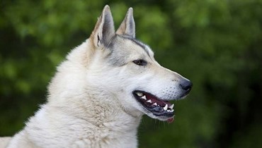 كلب من نوع West Siberian Laika.