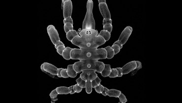 عنكبوت بحر أعاد تكوين أجزاء بترت من جسم. (أ ف ب)