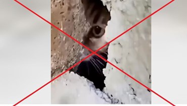 "بالفيديو قطة تطلب المساعدة تحت مبنى منهار في تركيا"؟ إليكم الحقيقة FactCheck#