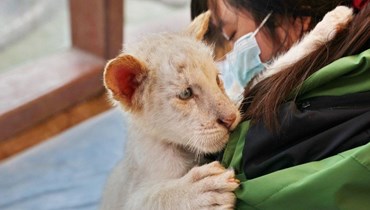 بالفيديو- العثور على نمر أبيض عمره 4 أشهر تحت سلّة مهملات