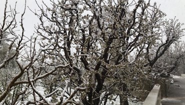 صورة الثلج الذي يغطي الشجرة في عيناتا. (النهار)