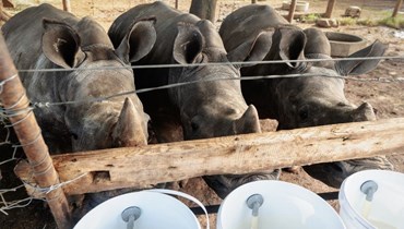 حيوانات وحيد القرن في مزرعة جون هيوم في جنوب إفريقيا (أ ف ب).