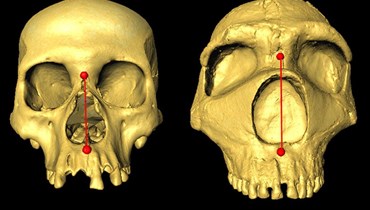 جمجمة إنسان نياندرتال من اليمين وجمجمة البشر حاليّاً من اليسار