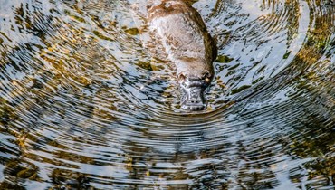 صورة تعبيرية- حيوان خلد الماء في جزيرة تاسمانيا (Trevor McKinnon- Unsplash). 