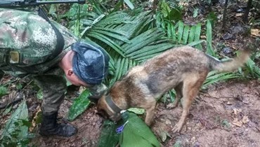 صورة نشرتها القوات المسلّحة الكولومبية لجنود وكلاب بوليسية تبحث عن الأطفال المفقودين.