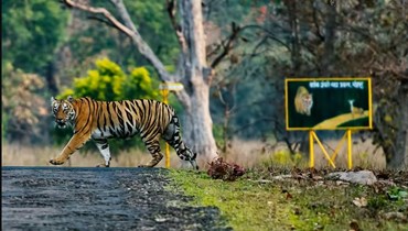 محميات النمور في الهند.