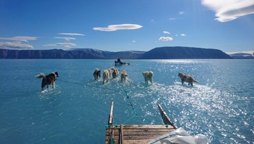 كلاب على الجليد خلال رحلة استكشافية في شمال غرب غرينلاند (أ ف ب). 