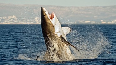 أسماك القرش "تسرح وتمرح" في المياه اللبنانية... هل من داعٍ للخوف؟