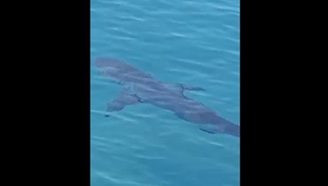 لقطة من الفيديو المتداوَل لسمكة القرش في بحر الصرفند.