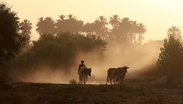 مزارع يسير خلف أبقاره في ضواحي مدينة الحلة، وسط العراق، حيث تجاوزت درجات الحرارة 45 درجة مئوية (7 تموز 2023 - أ ف ب).