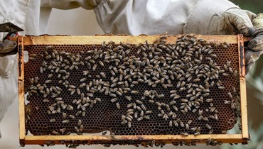 تربية النحل وانتاج العسل في الأردن. (أ ف ب)