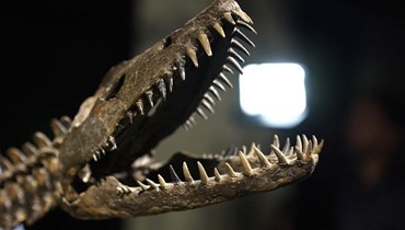 جمجمة أحد الديناصورات.