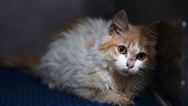 قطة منزلية تعاني التهاب البريتون المعدي السنّوري (FIP)، داخل الحجر الصحي في عيادة بيطرية في نيقوسيا (20 حزيران 2023 - أ ف ب).